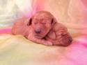 Two F1 Female Mini Goldendoodles for sale in North Central Iowa-Ready May 2015-Dark Apricot and Red Puppies